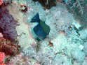030507_Elphin Stone - Poisson coffre - Dsc02138~